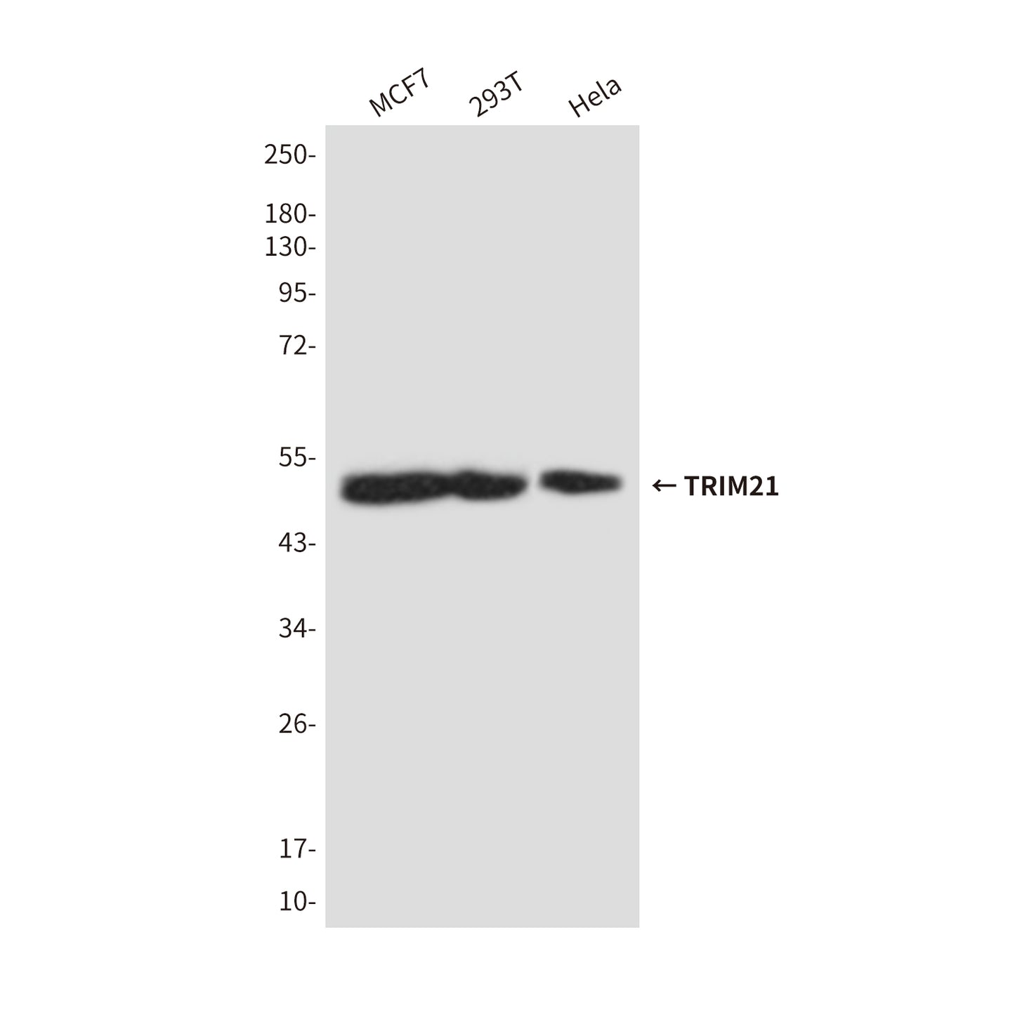 TRIM21 (5B9) Mouse Monoclonal Antibody