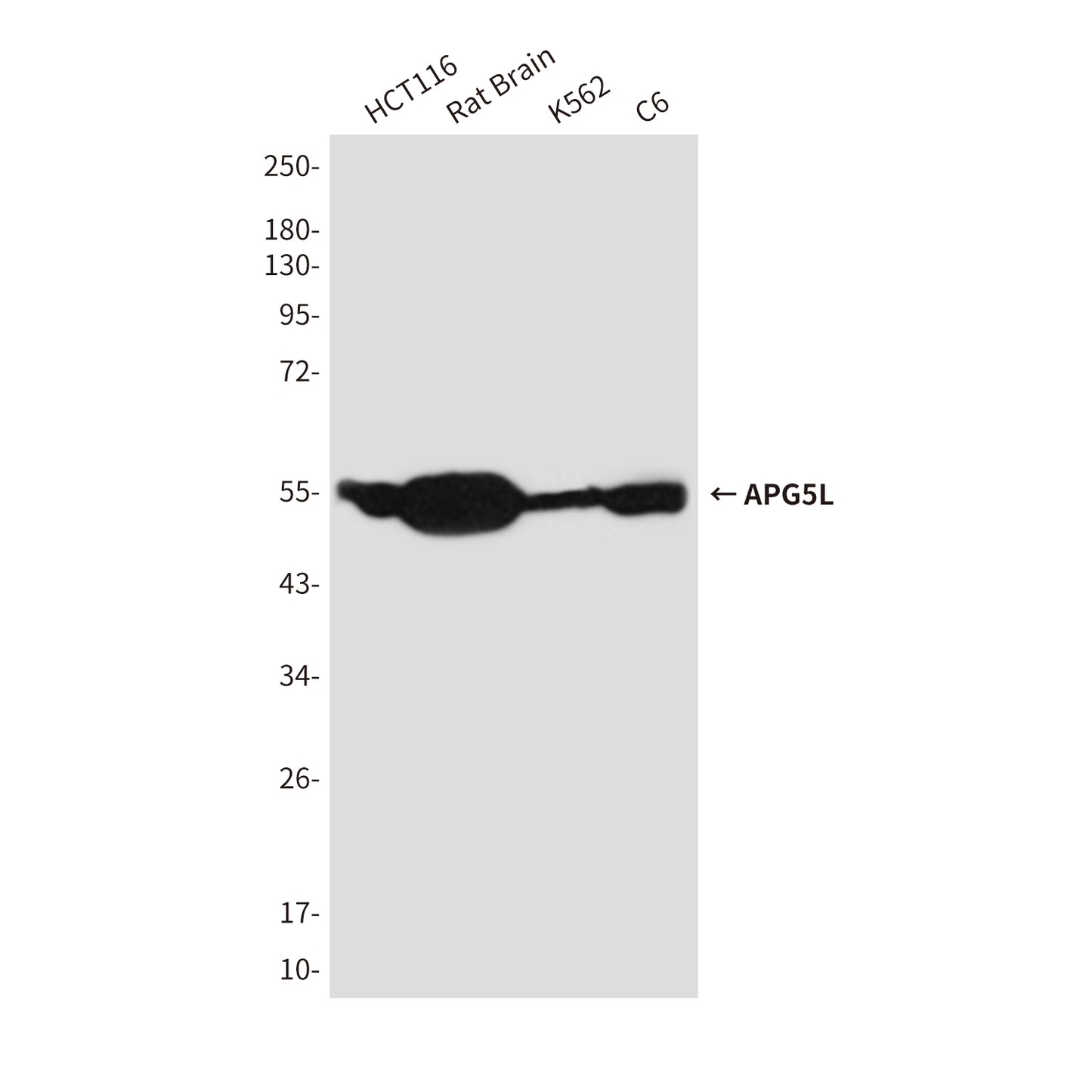 APG5L (8F1) Mouse Monoclonal Antibody