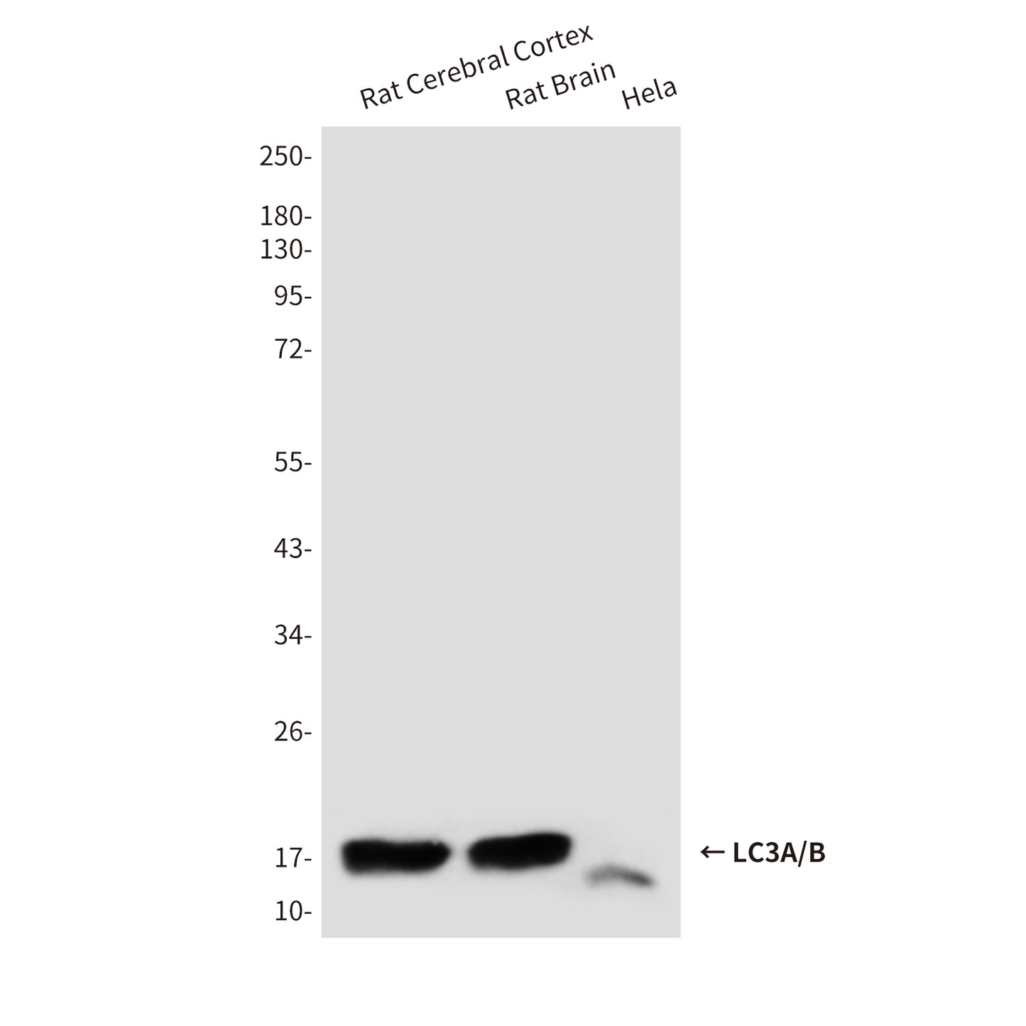 LC3A/B (3E9) Mouse Monoclonal Antibody