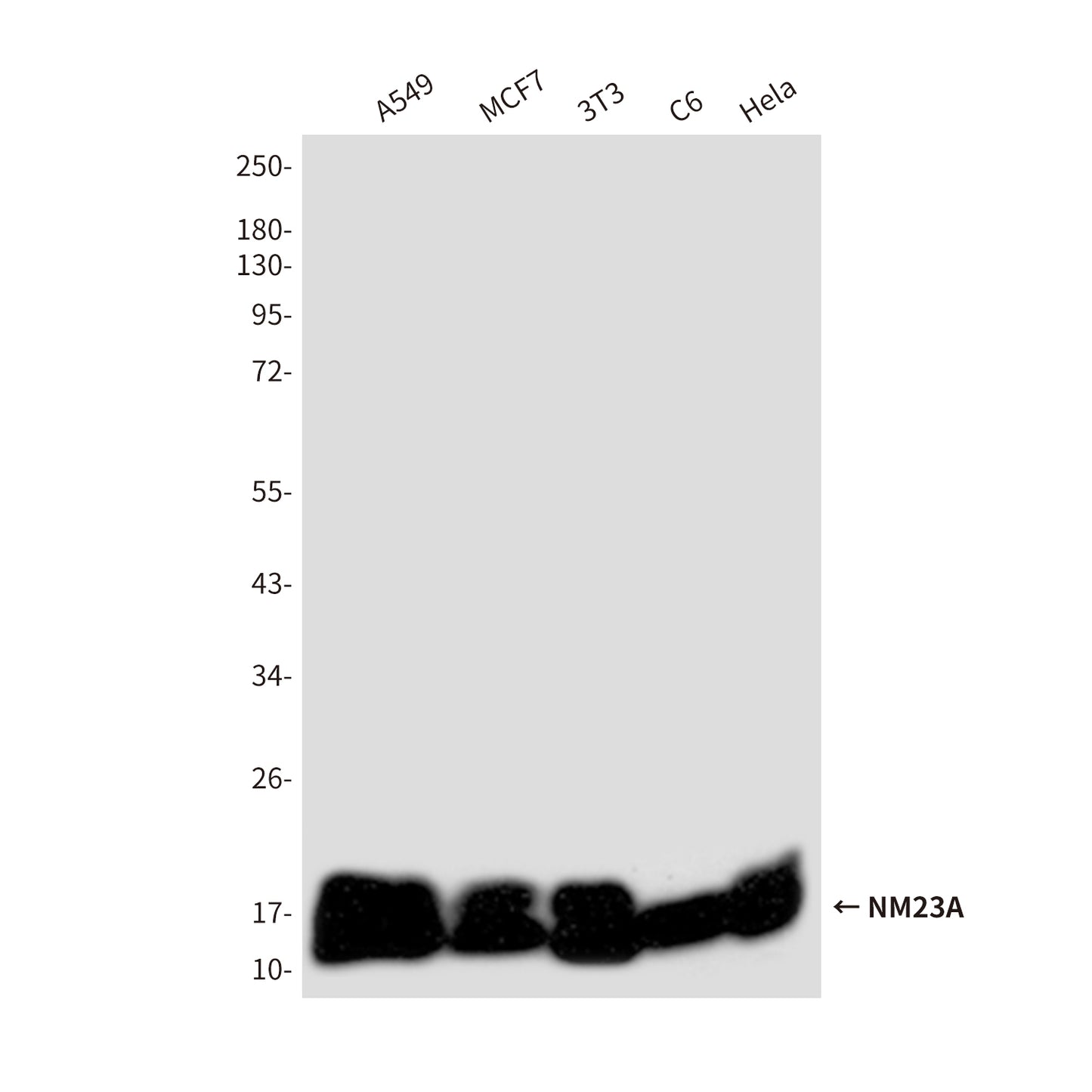 NM23A (1H9) Mouse Monoclonal Antibody