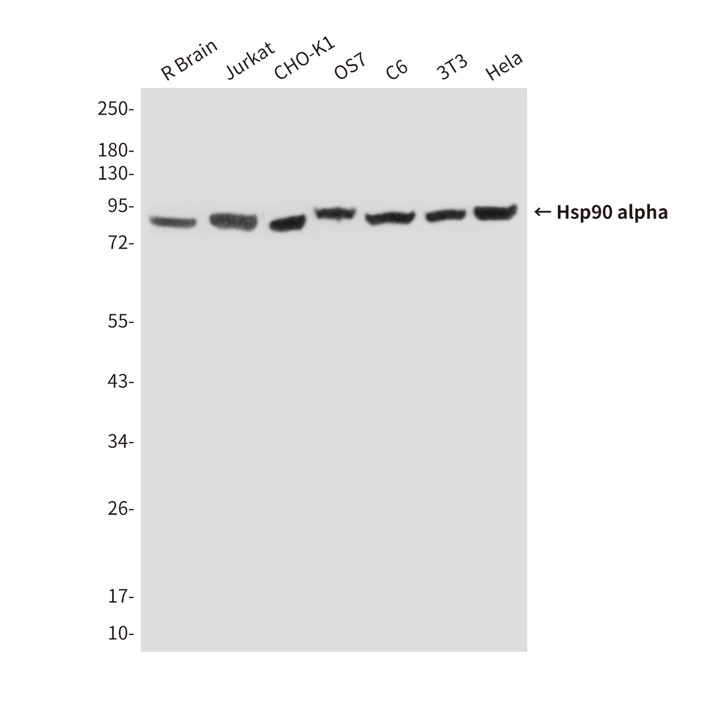 Hsp90 alpha (6H7) Mouse Monoclonal Antibody