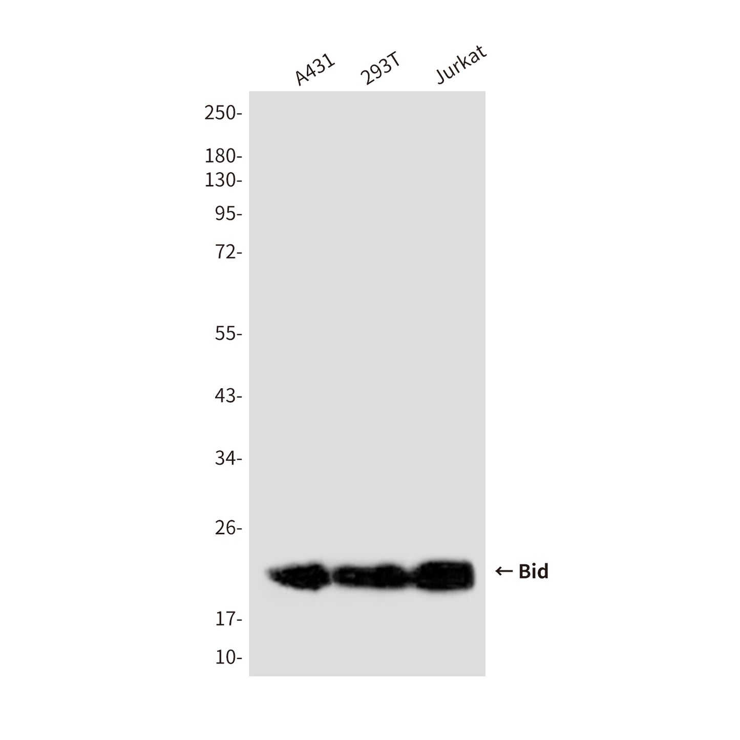 Bid (3C5) Mouse Monoclonal Antibody