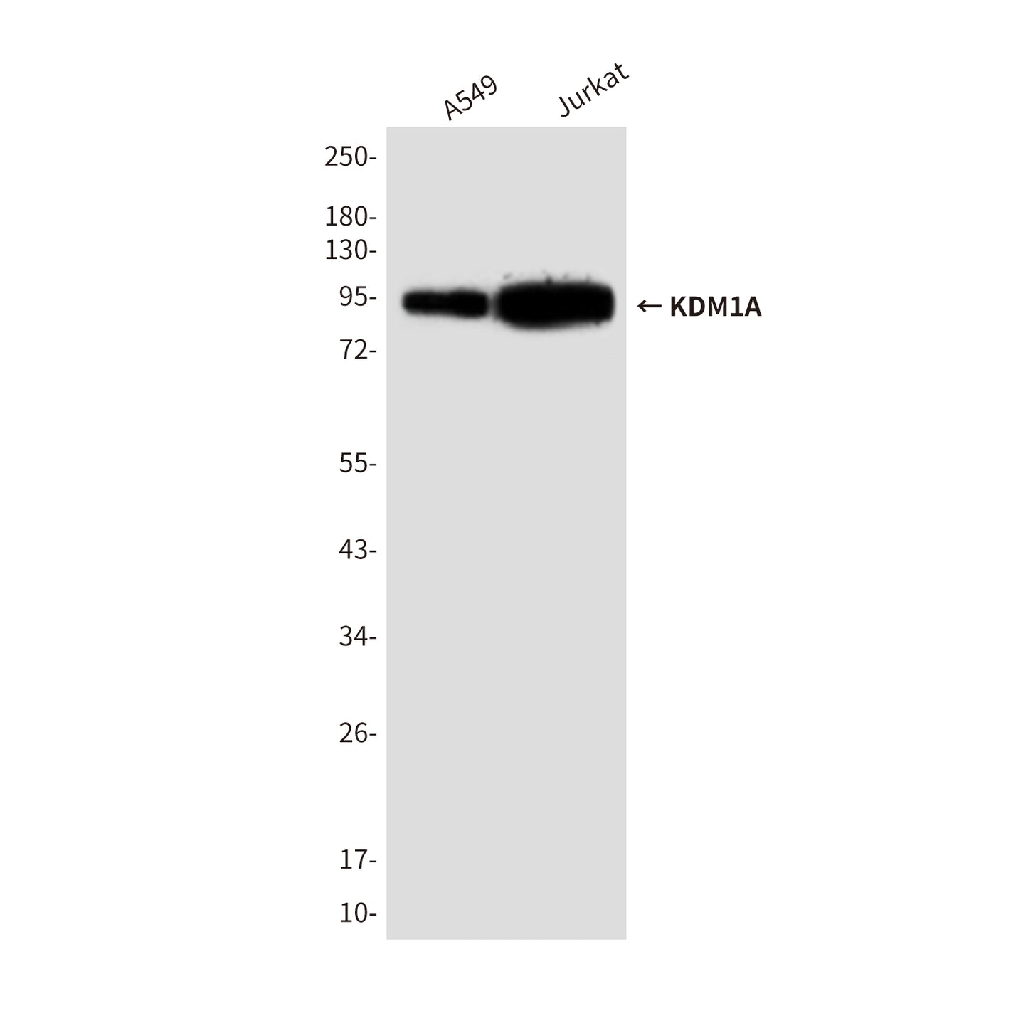 KDM1A (1B2) Mouse Monoclonal Antibody