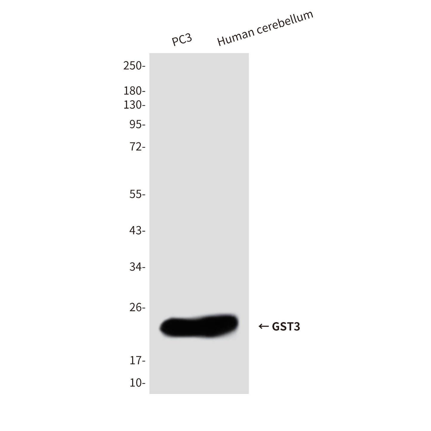 GST3 (9D4) Mouse Monoclonal Antibody