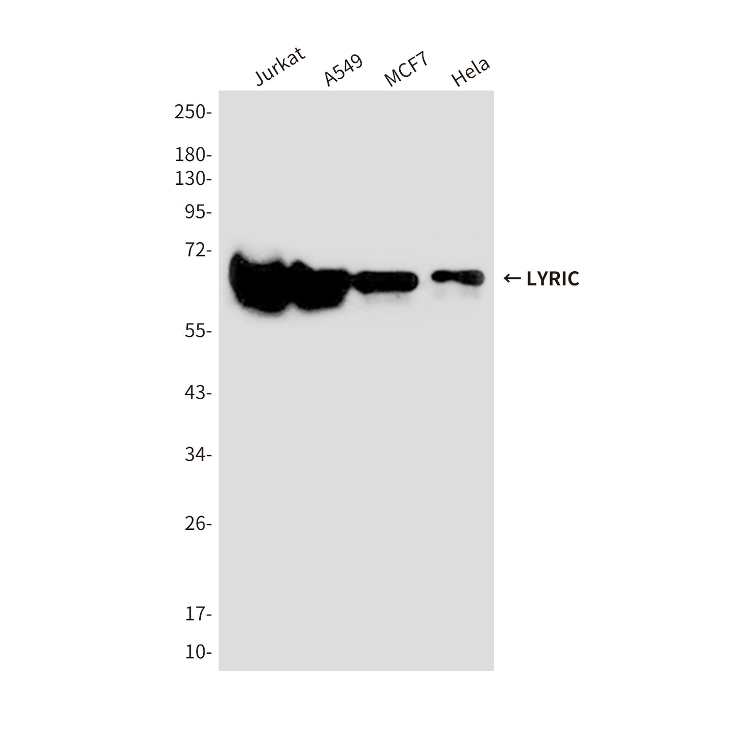 LYRIC (2E4) Mouse Monoclonal Antibody
