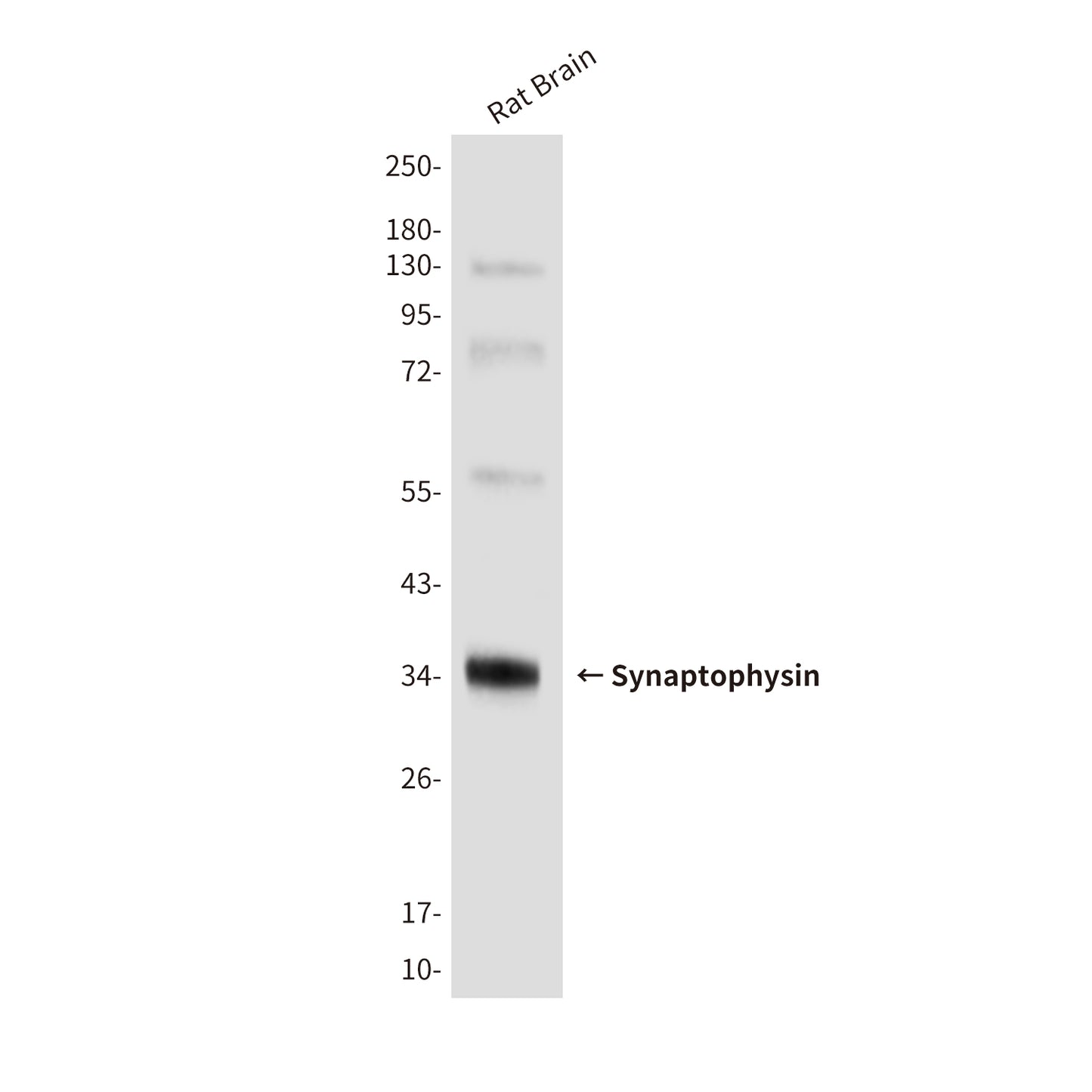 Synaptophysin (10C8) Mouse Monoclonal Antibody
