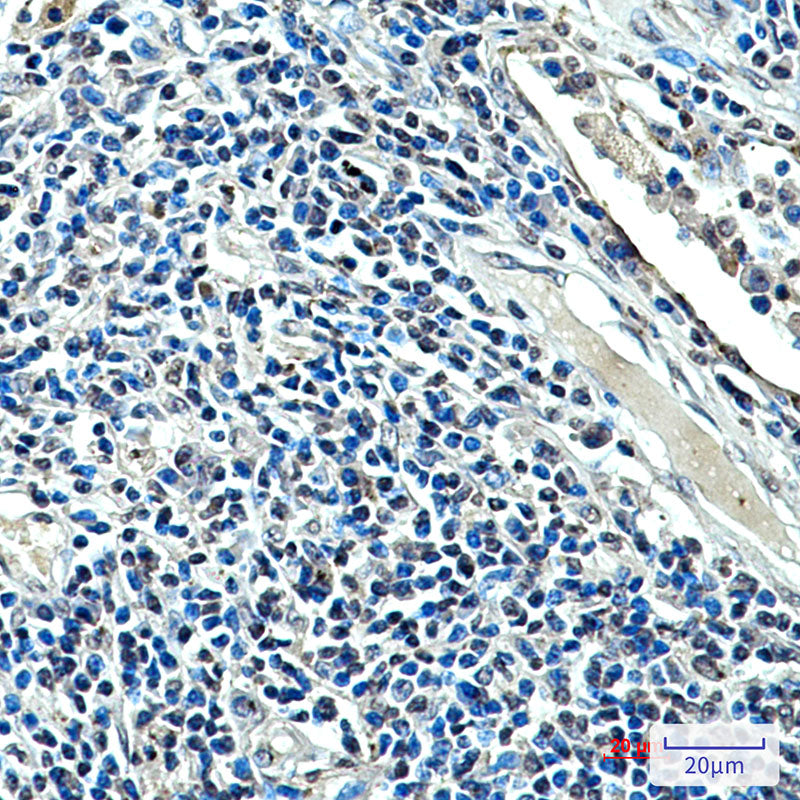 XRCC4 (7C10) Mouse Monoclonal Antibody