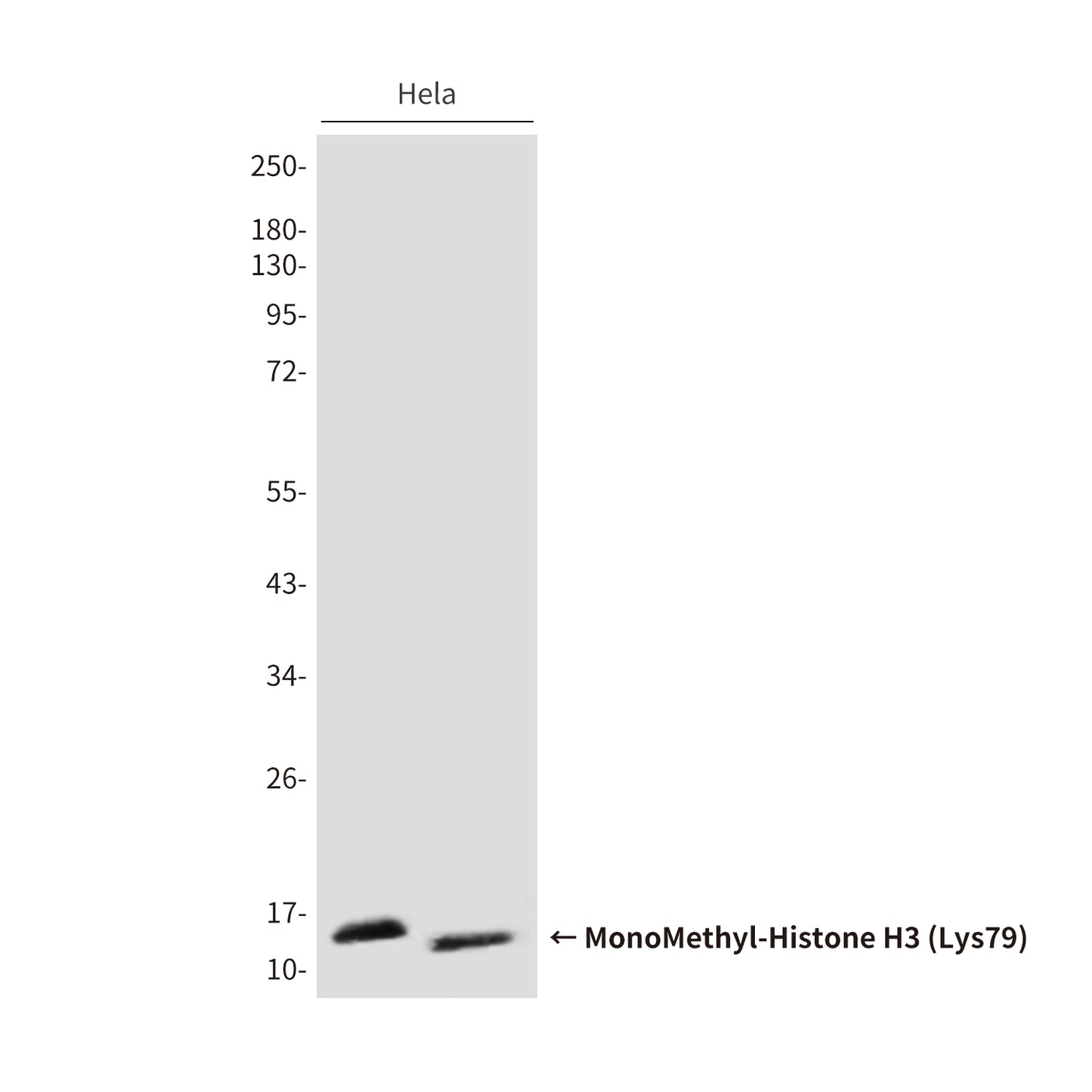 MonoMethyl-Histone H3 (Lys79) (4A1) Mouse Monoclonal Antibody