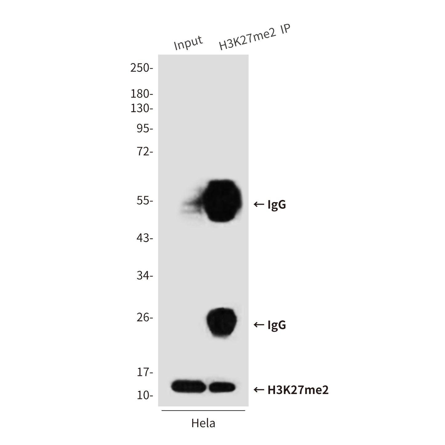 DiMethyl-Histone H3 (Lys27) (5F6) Mouse Monoclonal Antibody