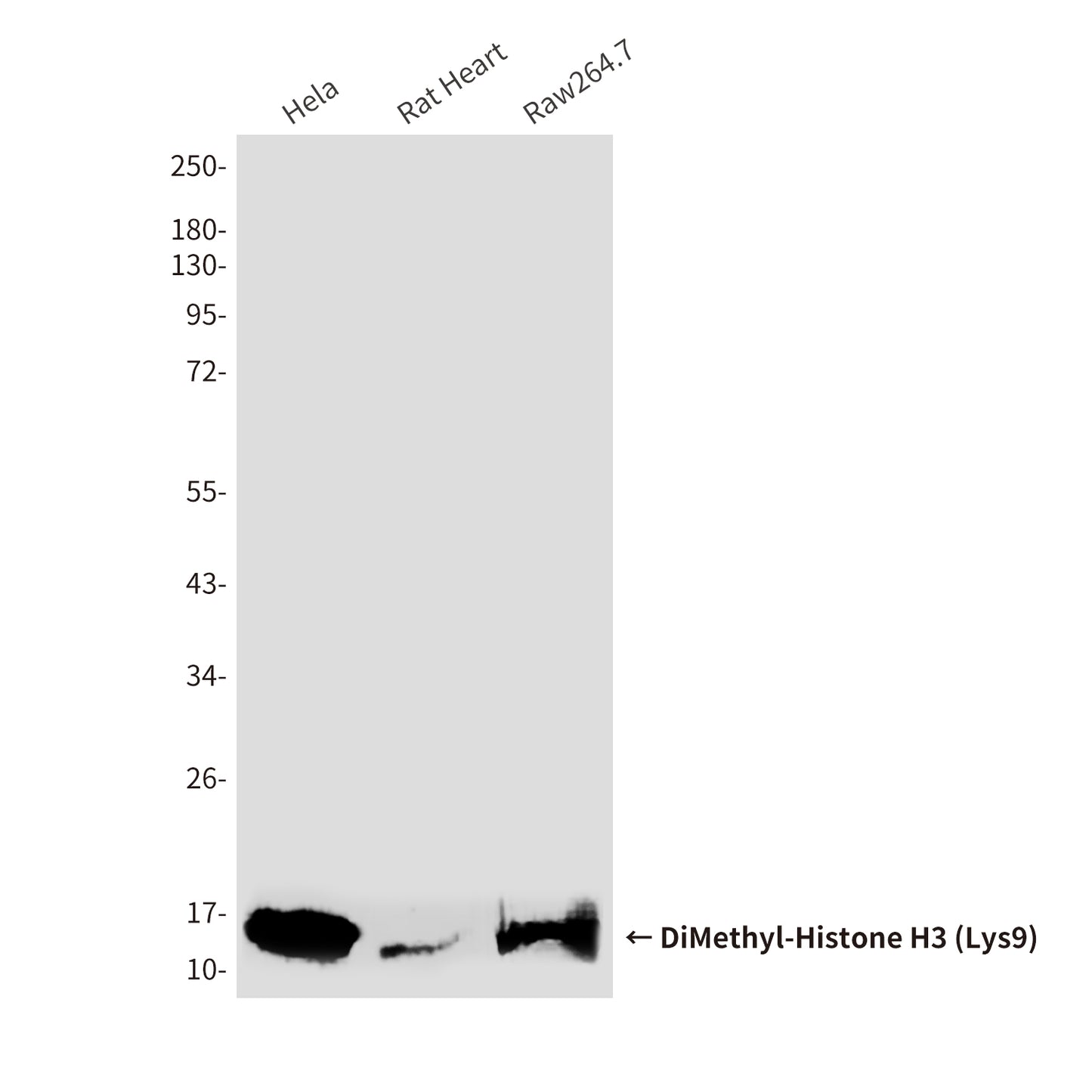DiMethyl-Histone H3 (Lys9) (10B2) Mouse Monoclonal Antibody