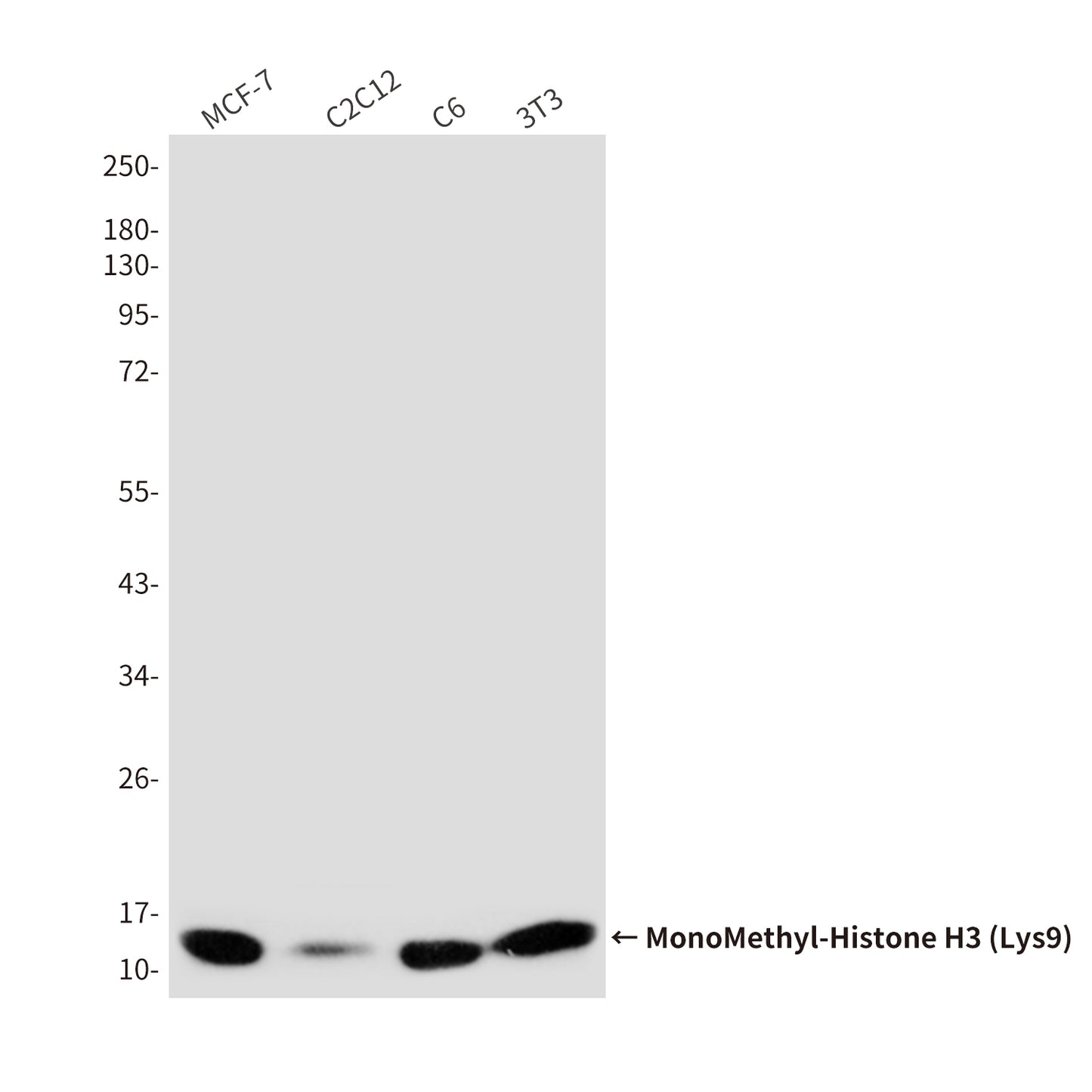 MonoMethyl-Histone H3 (Lys9) (10F5) Mouse Monoclonal Antibody