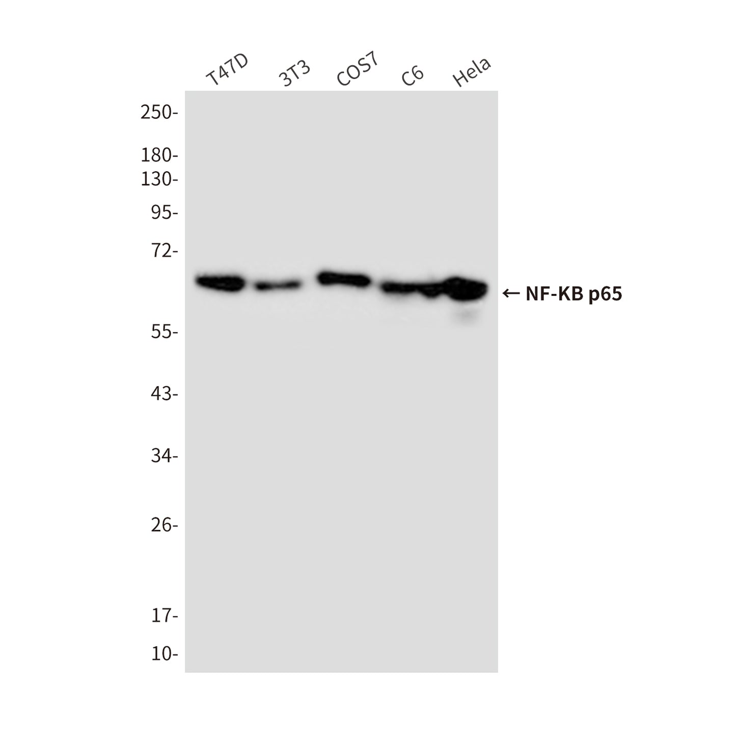 NF-KB p65 (3D2) Mouse Monoclonal Antibody