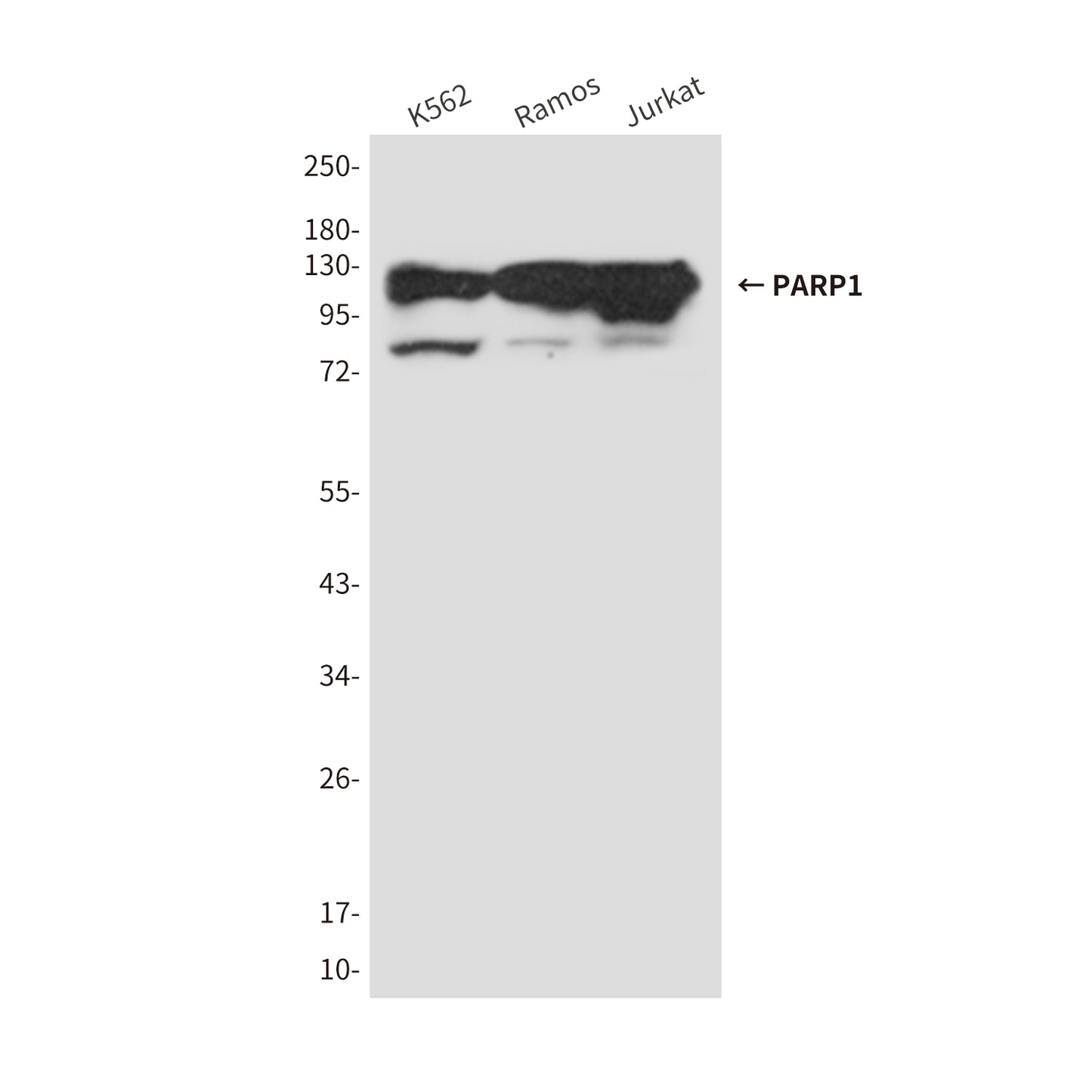 PARP1 (7A1) Mouse Monoclonal Antibody