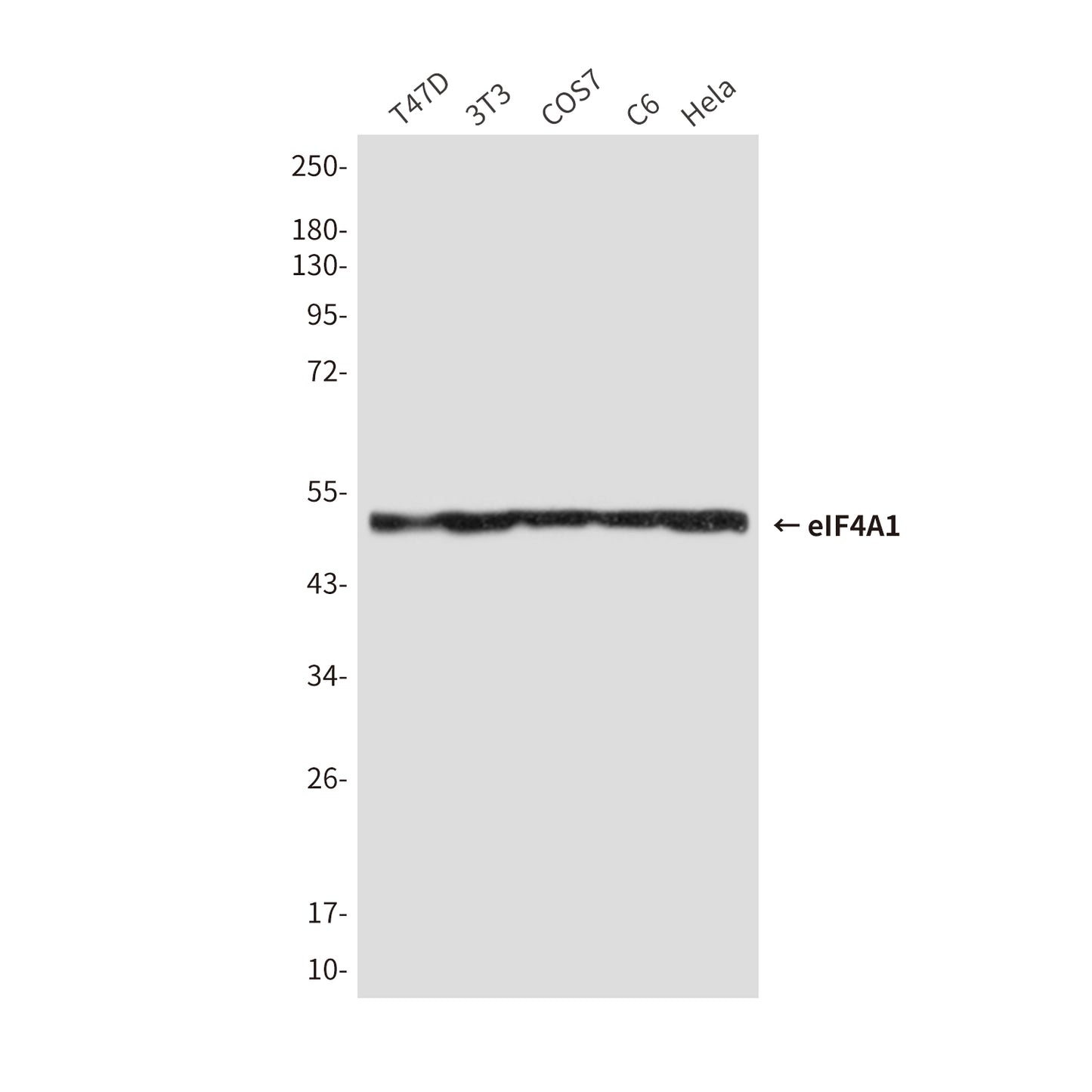 eIF4A1 (6D7) Mouse Monoclonal Antibody