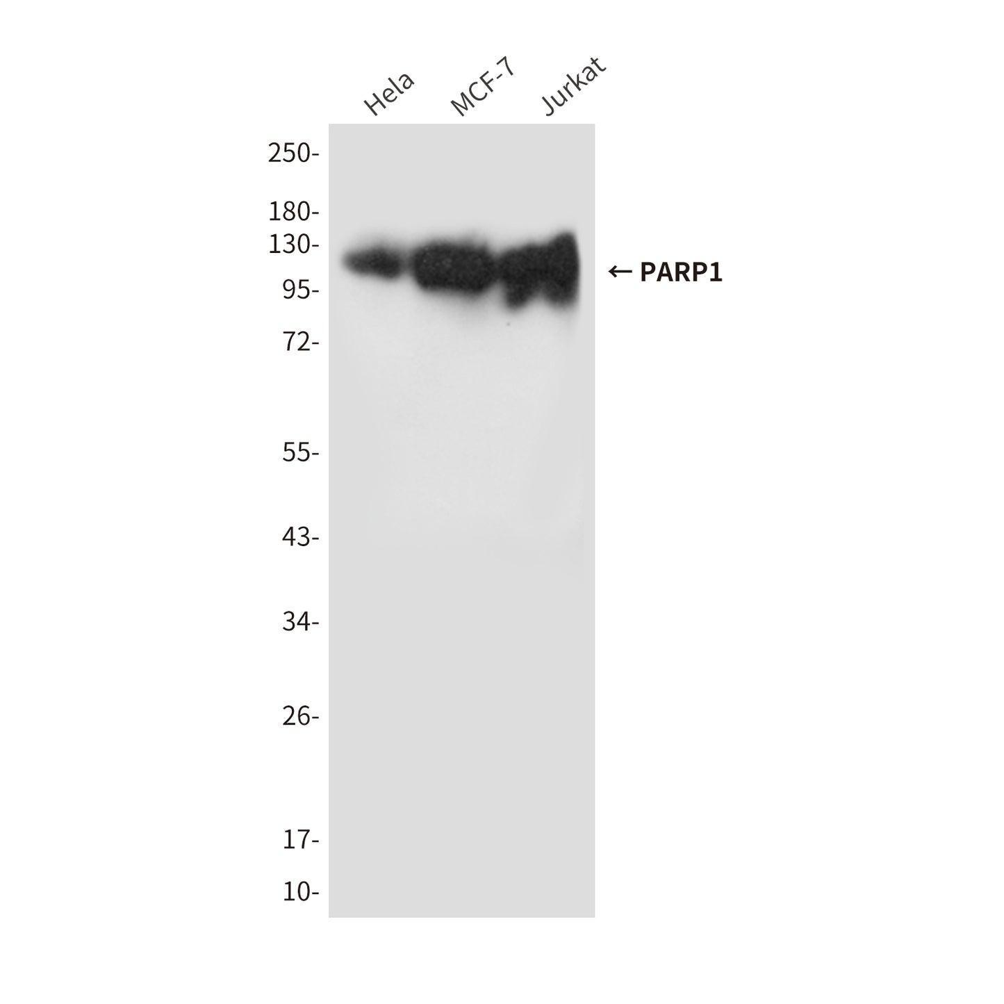 PARP1 (10C2) Mouse Monoclonal Antibody