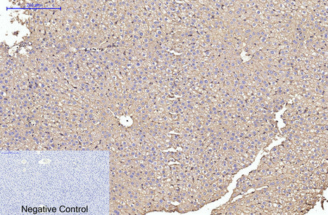 alpha Skeletal Muscle Actin (2B10) Mouse Monoclonal Antibody