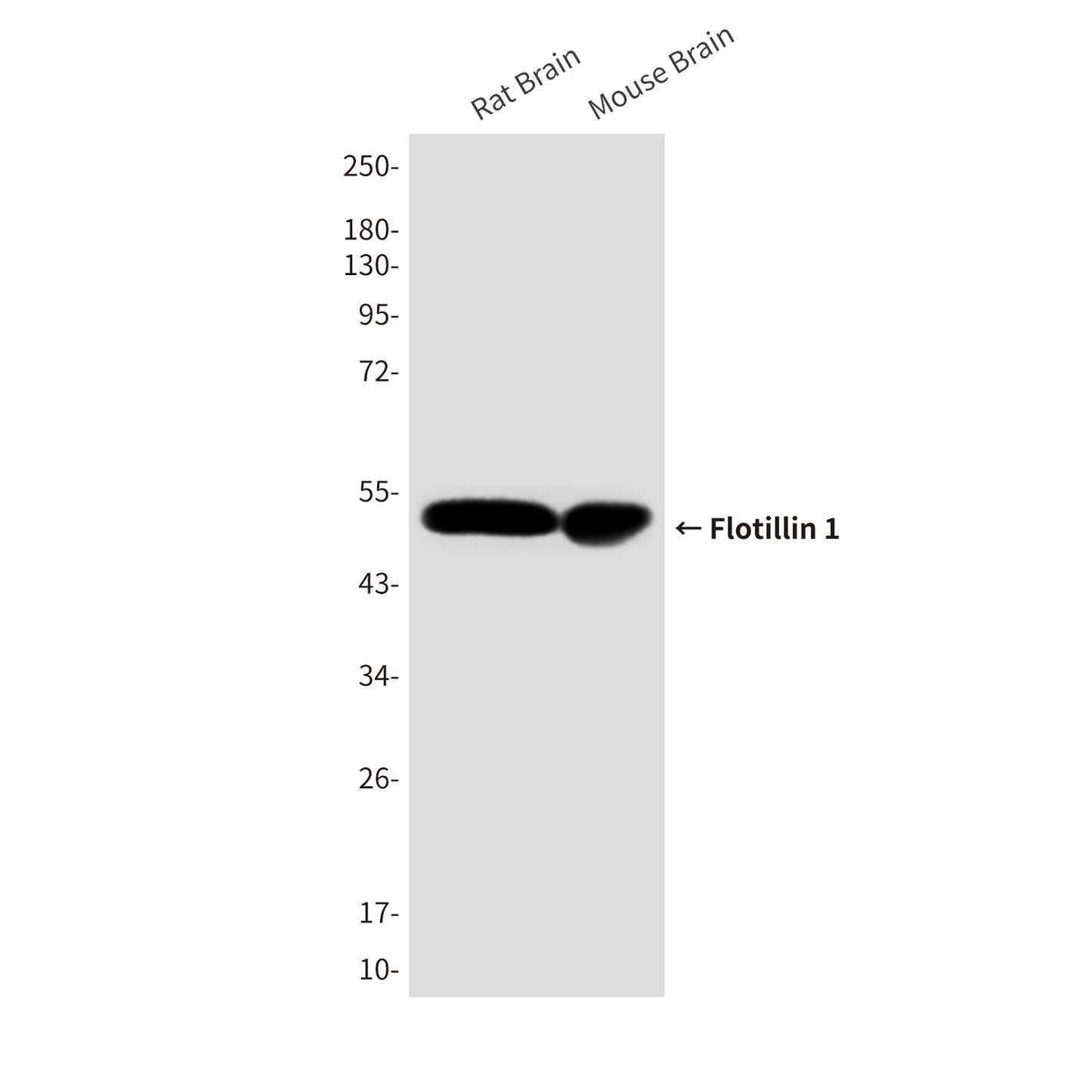 Flotillin 1 (6H9) Mouse Monoclonal Antibody