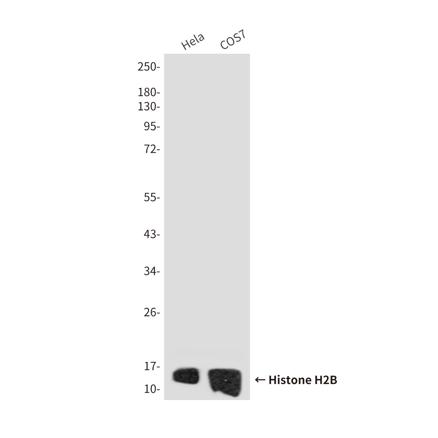 Histone H2B (7E2) Mouse Monoclonal Antibody