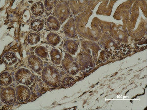 alpha Smooth Muscle Actin (3G2) Mouse Monoclonal Antibody