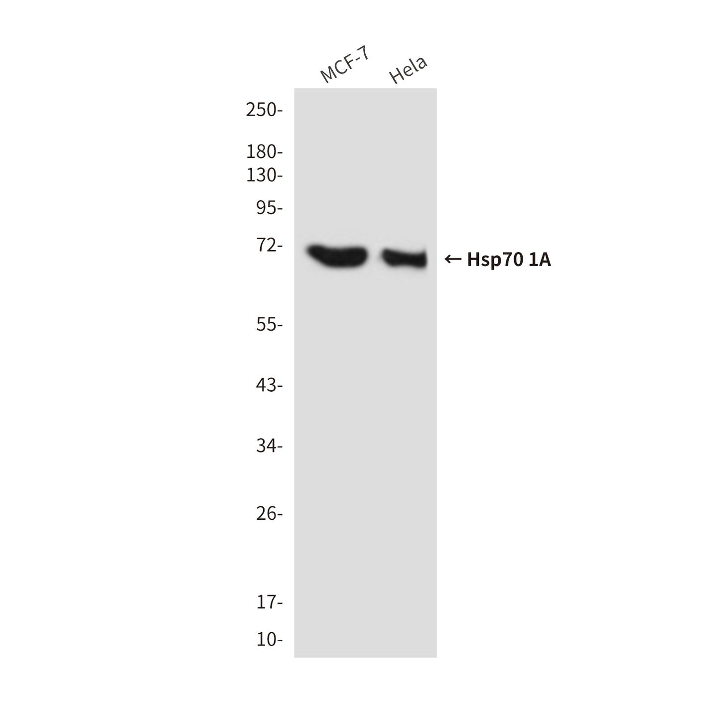 Hsp70 1A (1D9) Mouse Monoclonal Antibody