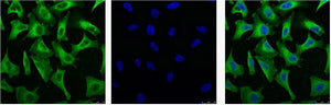 EGFR (3A9) Mouse Monoclonal Antibody