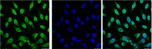 p53 (2D10) Mouse Monoclonal Antibody