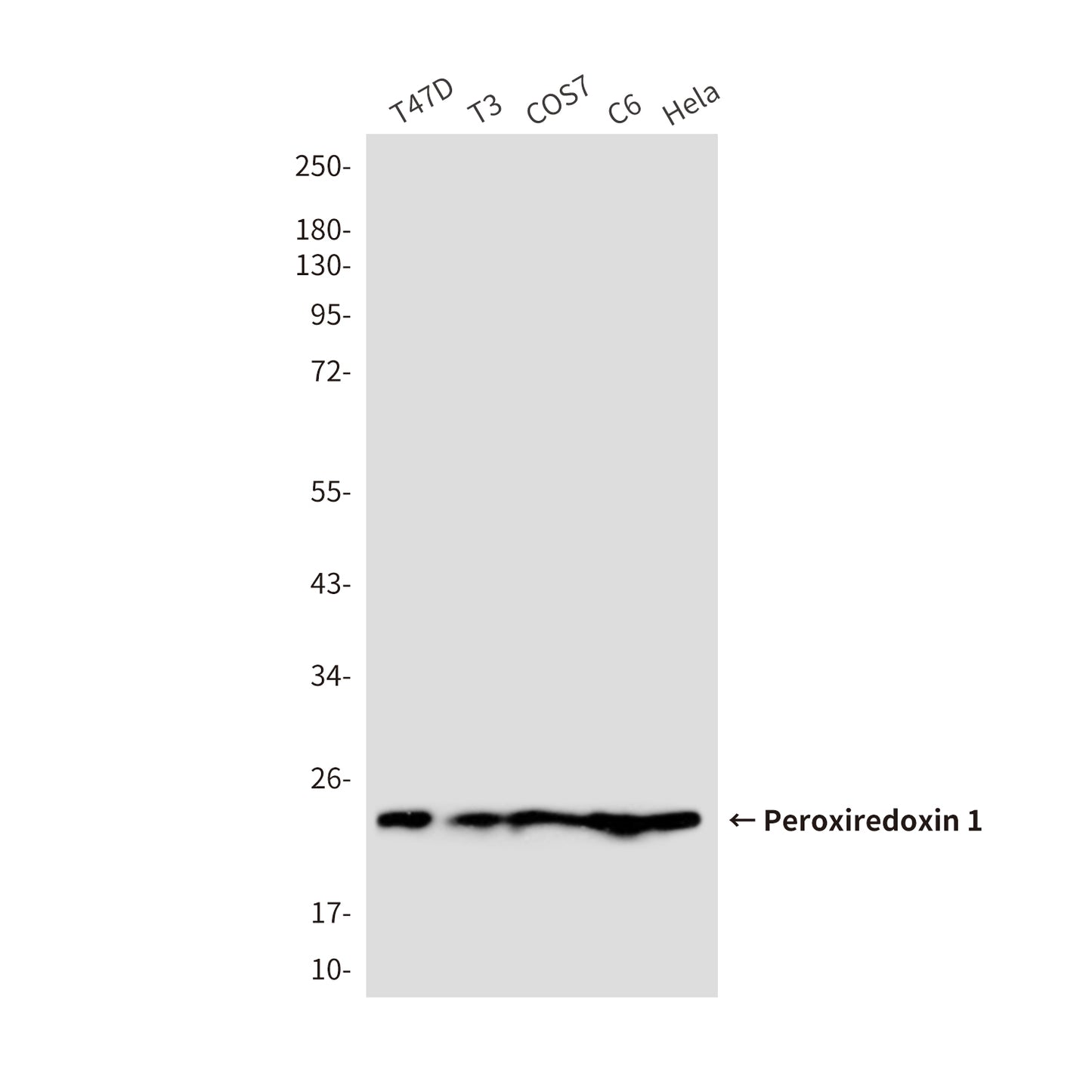 Peroxiredoxin 1 (6A6) Mouse Monoclonal Antibody