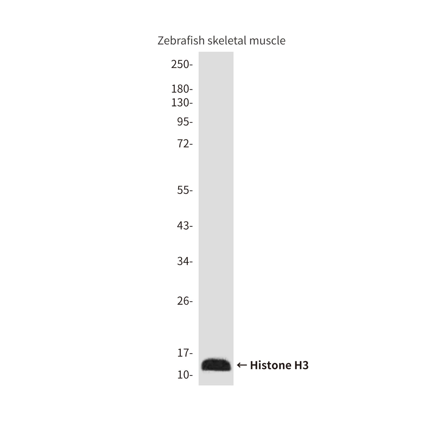 Histone H3 (Zebrafish Specific) (2C4) Mouse Monoclonal Antibody