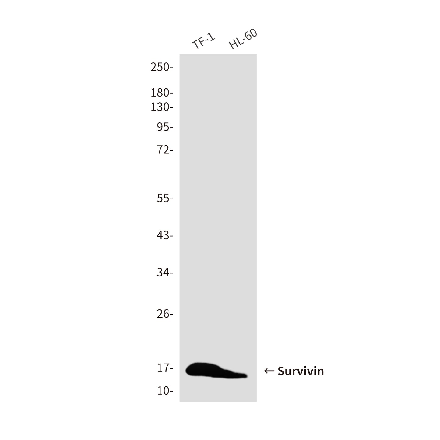 Survivin (8B9) Mouse Monoclonal Antibody