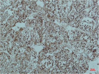 Smad2/3 (6F7) Mouse Monoclonal Antibody