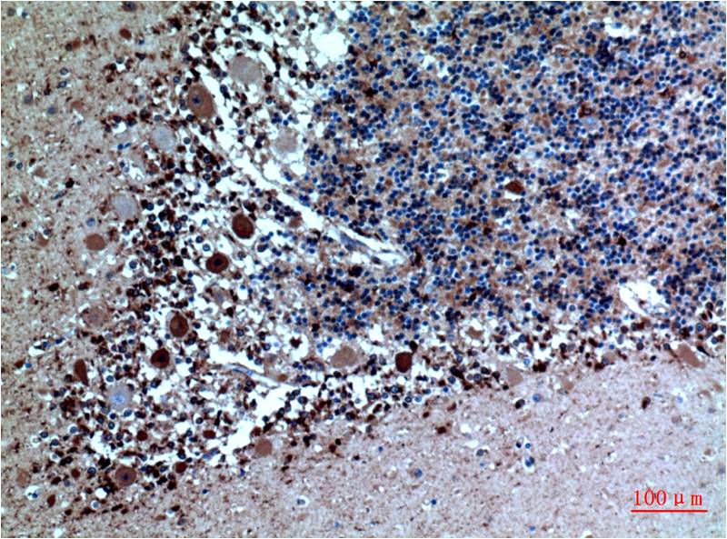 Cystatin C (6A4) Mouse Monoclonal Antibody