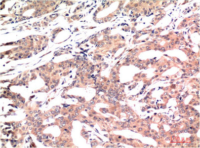 GSK3 beta (9F9) Mouse Monoclonal Antibody
