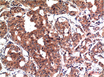 GSK3 beta (4C4) Mouse Monoclonal Antibody