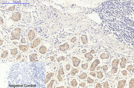 DDIT3 (7G7) Mouse Monoclonal Antibody
