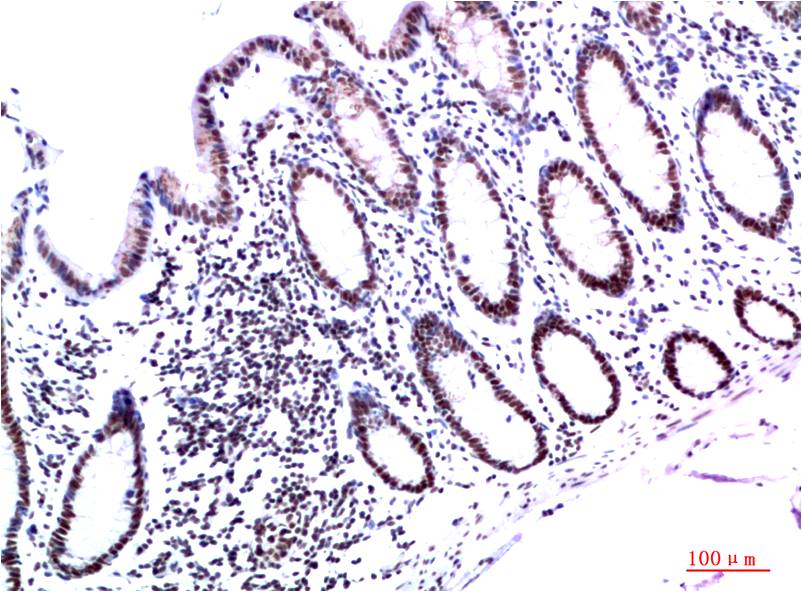 HP1 gamma (6D7) Mouse Monoclonal Antibody