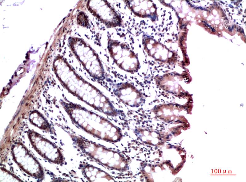 HP1 gamma (6D8) Mouse Monoclonal Antibody