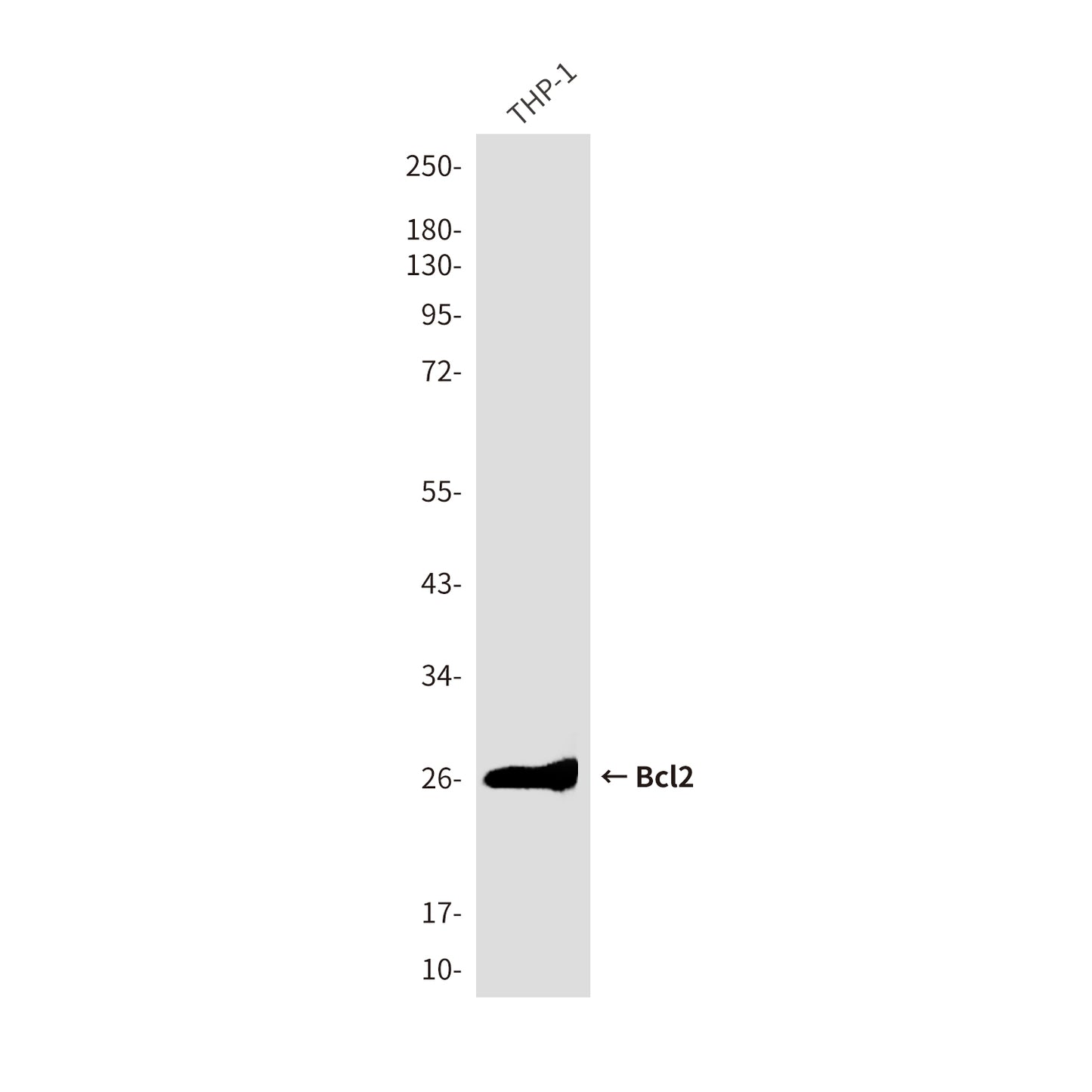 Bcl2 (1D8) Mouse Monoclonal Antibody
