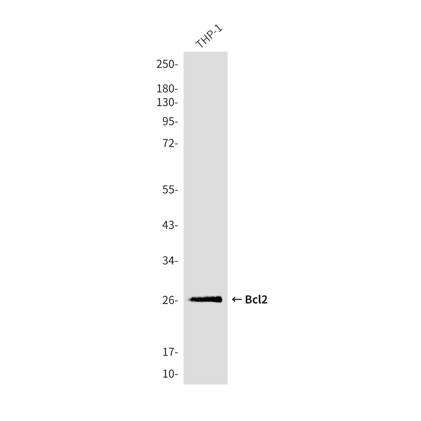 Bcl2 (9A4) Mouse Monoclonal Antibody