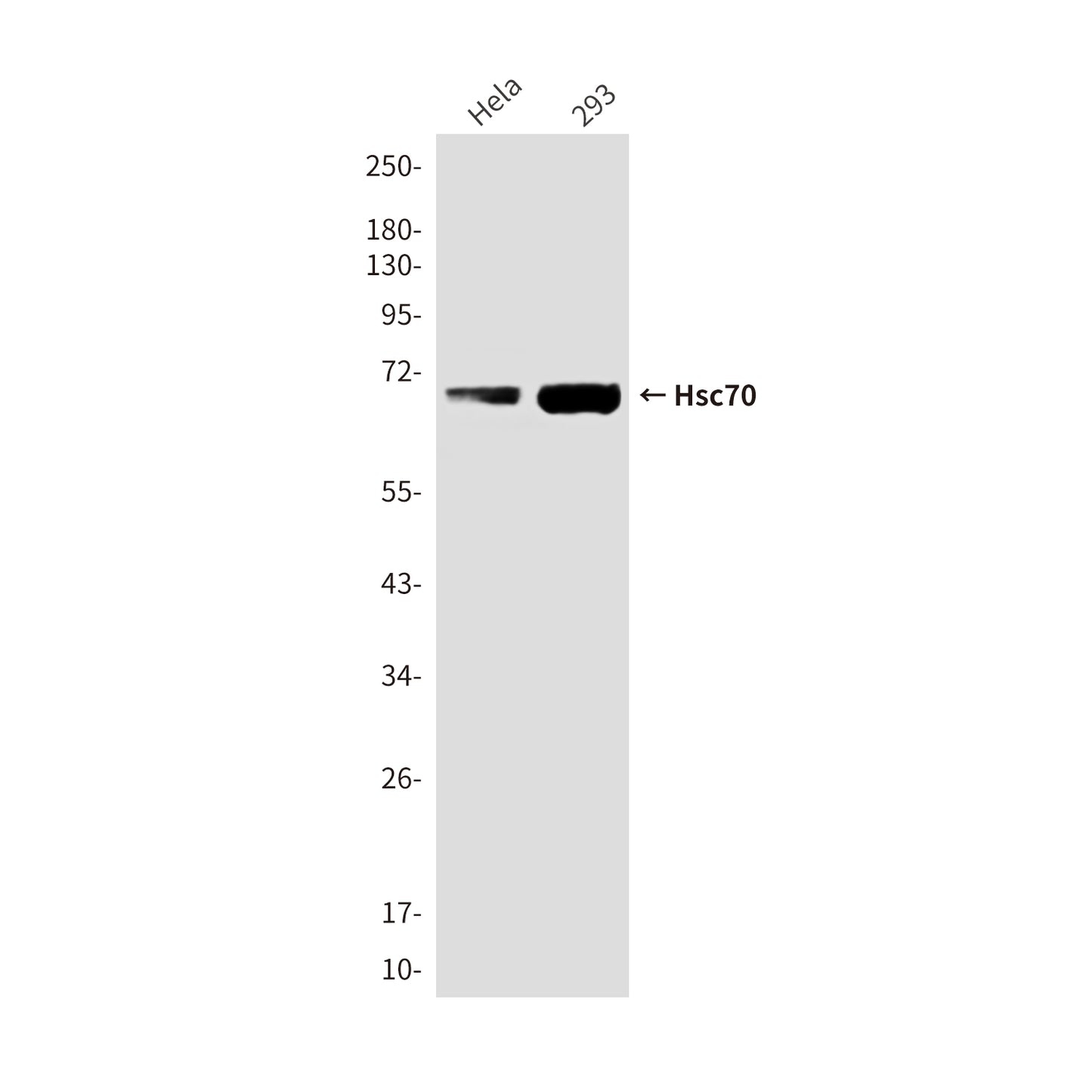 Hsc70 Mouse Monoclonal Antibody