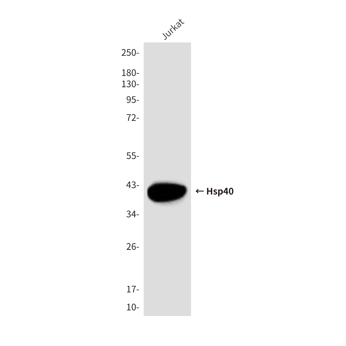Hsp40 Mouse Monoclonal Antibody