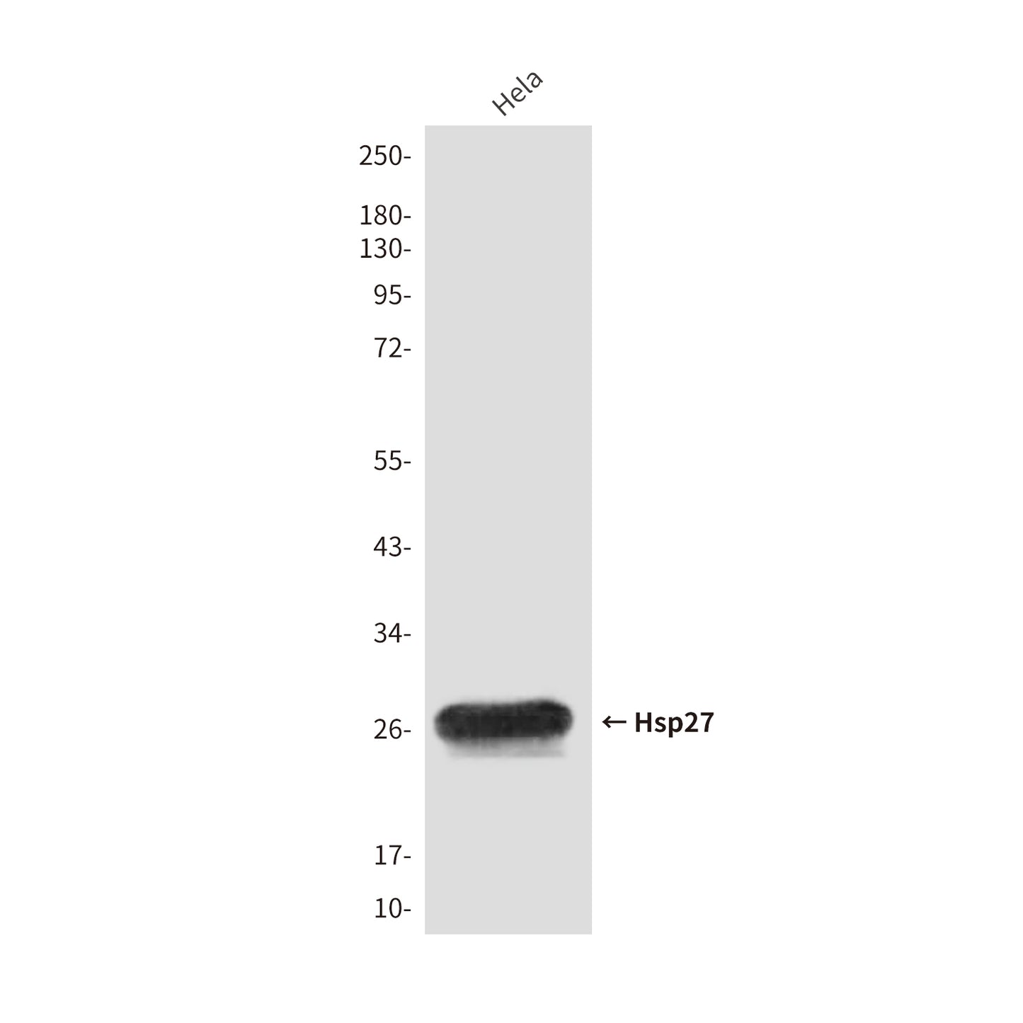 Hsp27 (9G1) Mouse Monoclonal Antibody