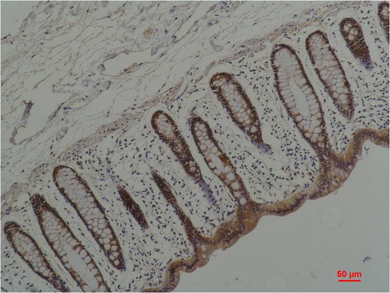 Hsp90 alpha (5D6) Mouse Monoclonal Antibody