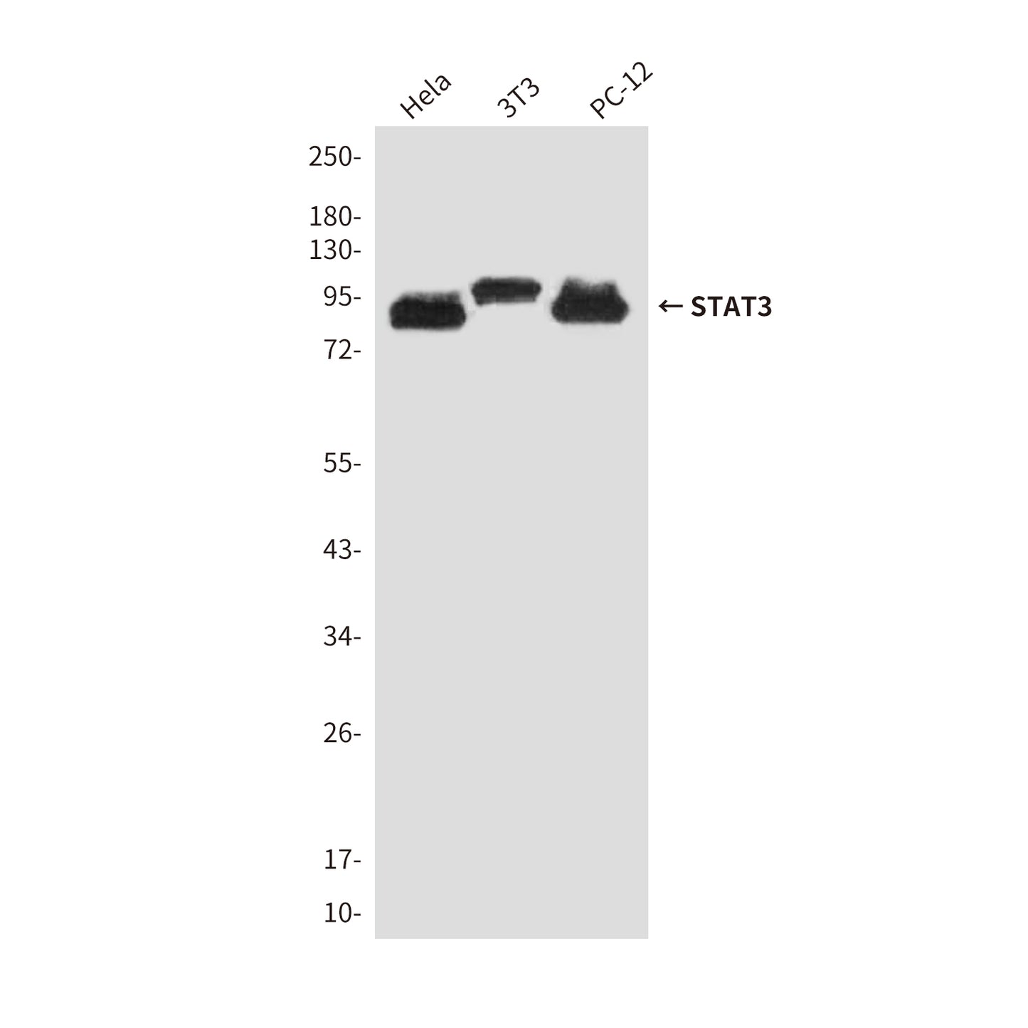 STAT3 (6H10) Mouse Monoclonal Antibody