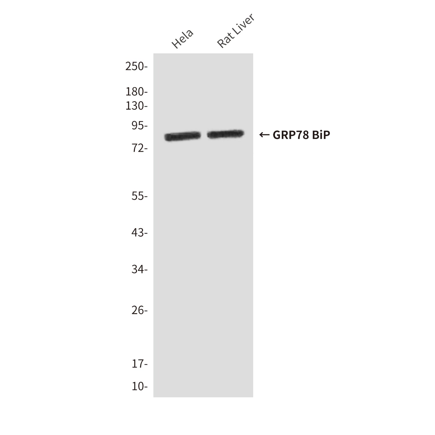 GRP78 BiP (9C7) Mouse Monoclonal Antibody