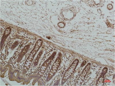 GRP78 BiP (6H7) Mouse Monoclonal Antibody
