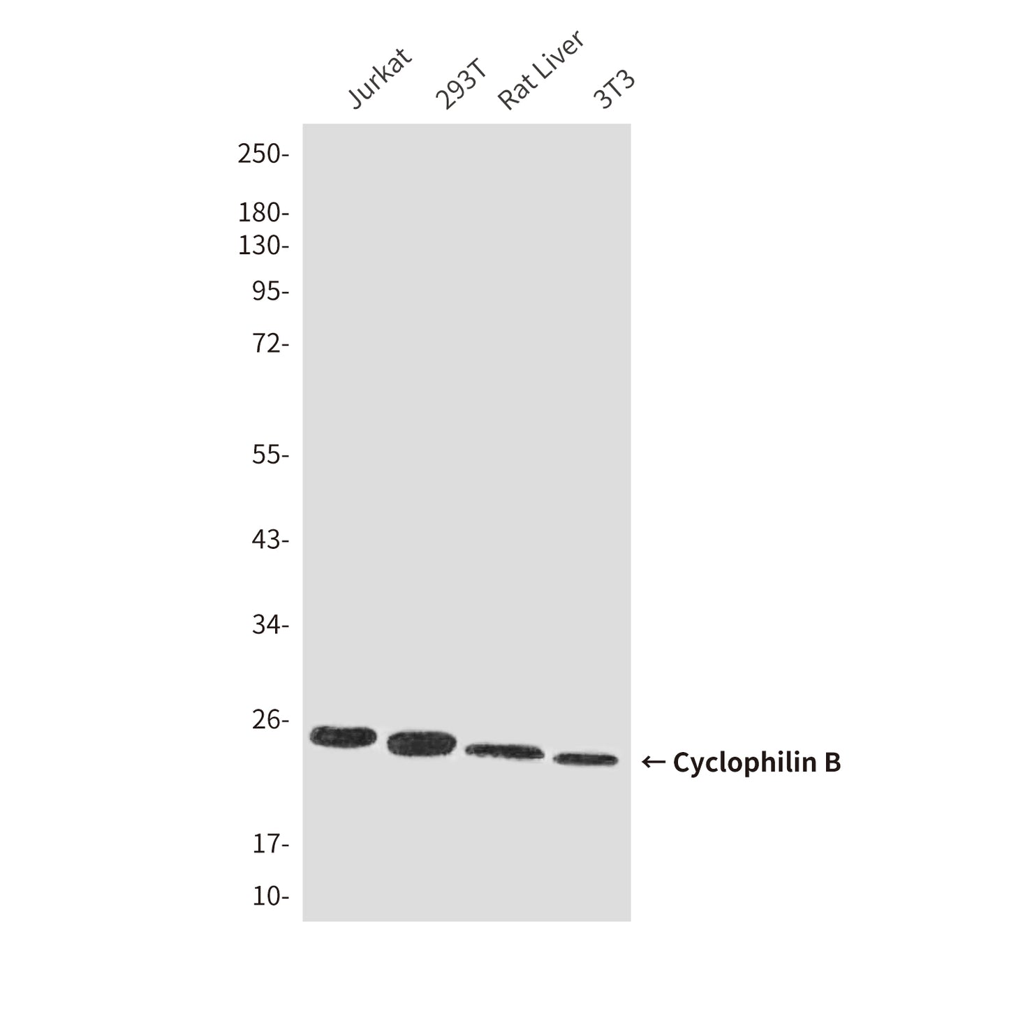 Cyclophilin B (6H1) Mouse Monoclonal Antibody
