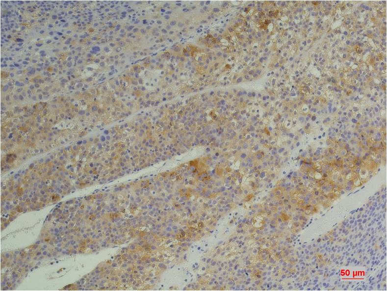 Cyclophilin B (5F10) Mouse Monoclonal Antibody