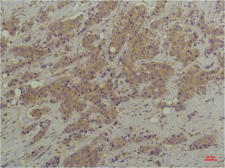 ERK1/2 (9A4) Mouse Monoclonal Antibody
