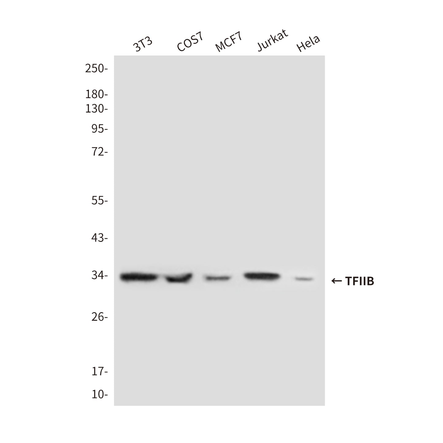 Transcription Initiation Factor IIB (2F6) Mouse Monoclonal Antibody
