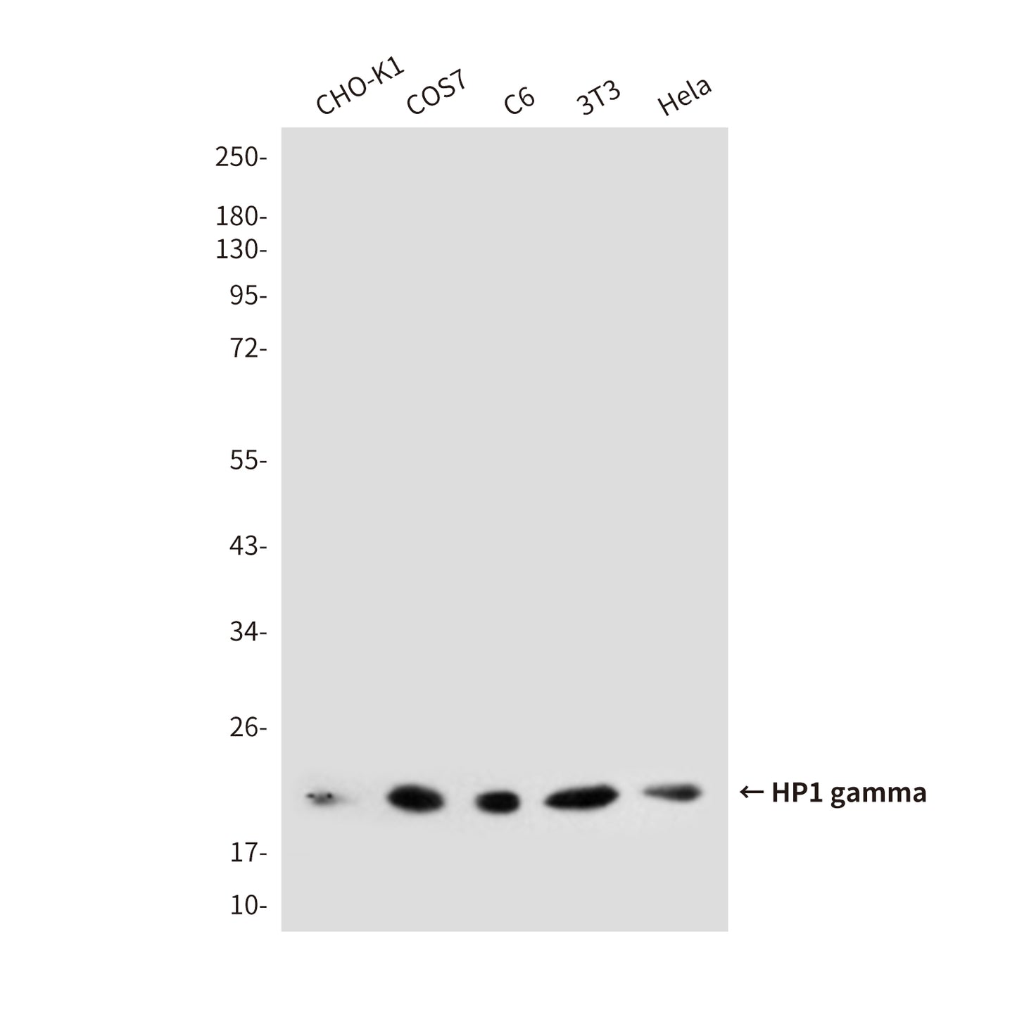 HP1 gamma (5G10) Mouse Monoclonal Antibody